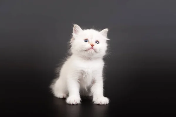 Siberian Forest Kitten Dark Background — Stock Photo, Image