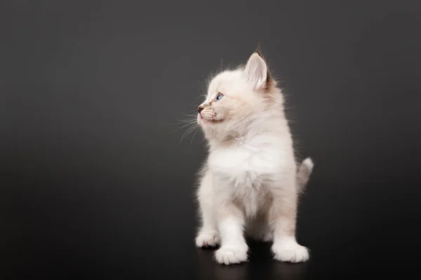 Siberian Forest Kitten Dark Background — Stock Photo, Image