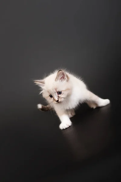 Siberian Forest Kitten Dark Background — Stock Photo, Image