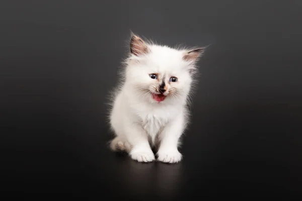 Siberian Floresta Gatinho Fundo Escuro — Fotografia de Stock