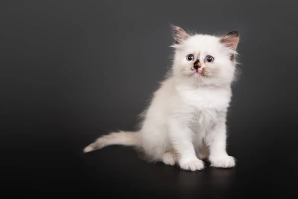 Siberian Forest Kitten Dark Background — Stock Photo, Image