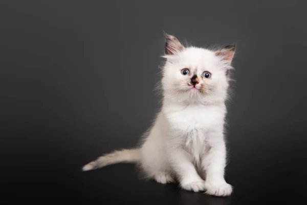 シベリアの森子猫の暗い背景 — ストック写真