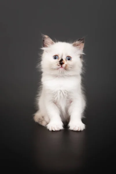 Siberian Forest Kitten Dark Background — Stock Photo, Image