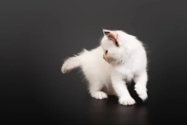 시베리아 고양이 어두운 배경에서 — 스톡 사진