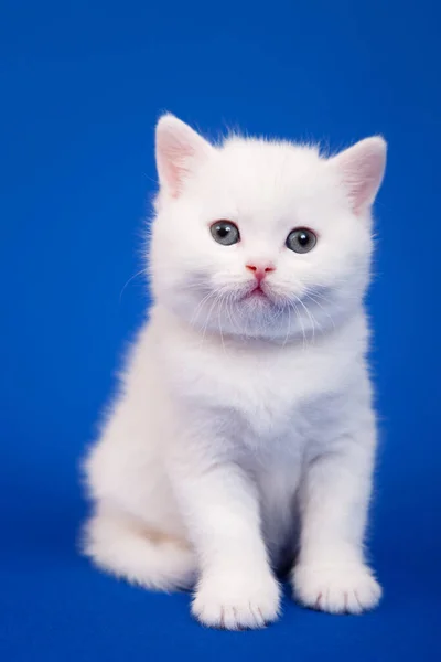 Blanco Escocés Pura Raza Gato Sentado Azul Fondo —  Fotos de Stock