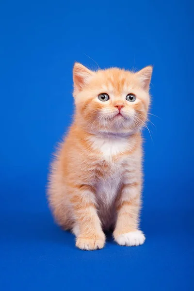 Gengibre Escocês Gato Raça Pura Está Sentado Fundo Azul — Fotografia de Stock