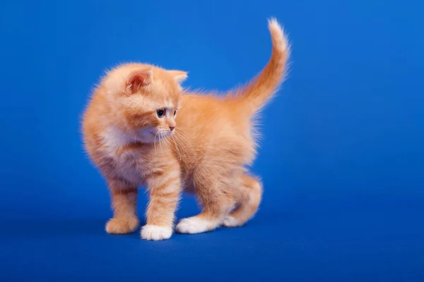 Ginger Szkocki Czystej Krwi Kot Siedzi Niebieskim Tle — Zdjęcie stockowe