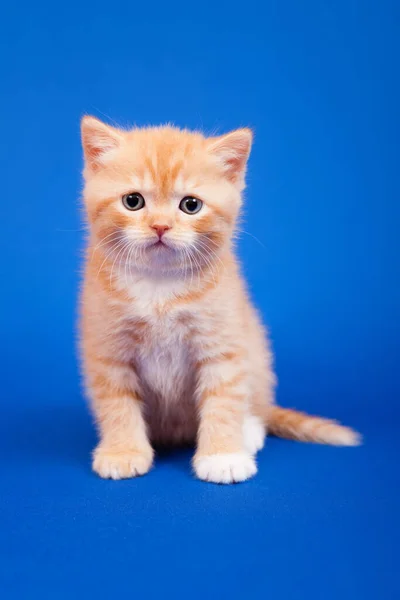 Gengibre Escocês Gato Raça Pura Está Sentado Fundo Azul — Fotografia de Stock