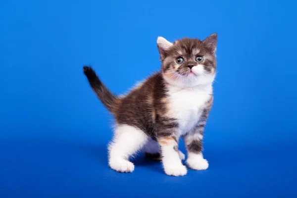 Tricolor Scottish Renrasiga Katt Sitter Blå Bakgrund — Stockfoto