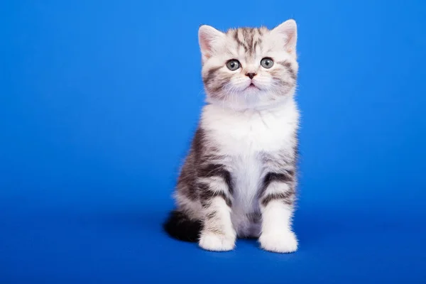 Tabby Scottish Gato Raça Pura Está Sentado Fundo Azul — Fotografia de Stock