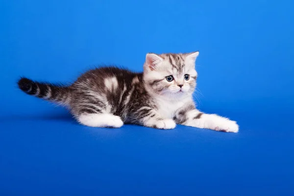 Tabby Escocés Pura Raza Gato Sentado Azul Fondo — Foto de Stock