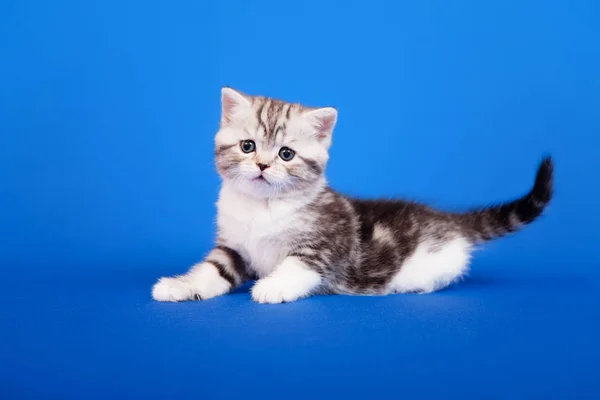 Tabby Scottish Renrasiga Katt Sitter Blå Bakgrund — Stockfoto