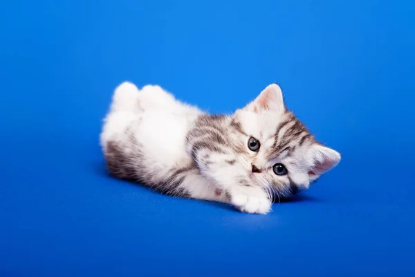 Tabby Scottish Purebred Cat Sitting Blue Background — Stock Photo, Image