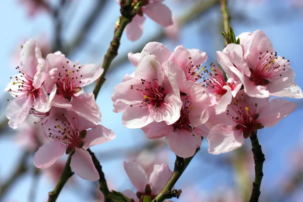 Persikoblommor Blommor Träd — Stockfoto