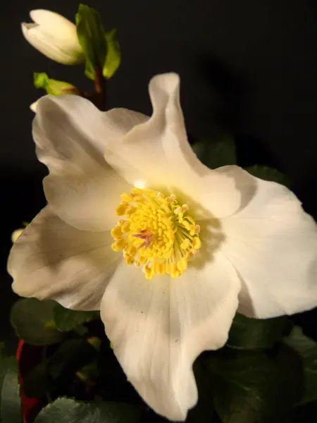 Vackra Blommor Blommigt Koncept Bakgrund — Stockfoto