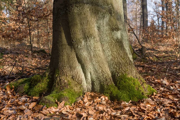 Baum Laubbedeckter Waldboden — Foto de Stock