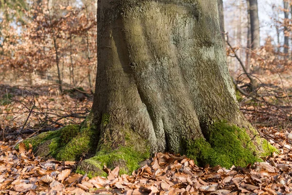 Baum Und Laubbedeckter Waldboden — Stock fotografie