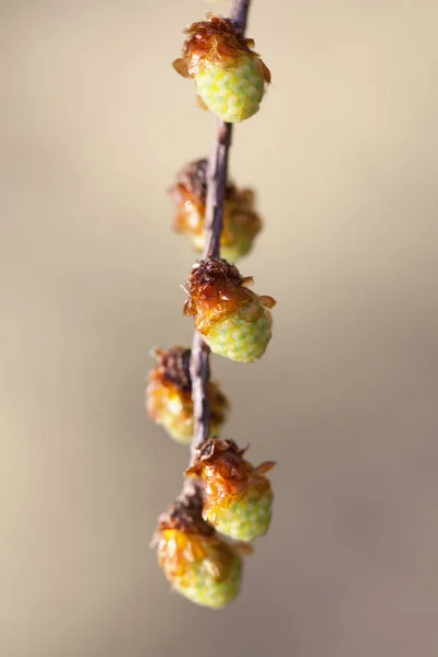 Scotch Pine Flowers Pinus Sylvestris Macro Shot — Stock Photo, Image