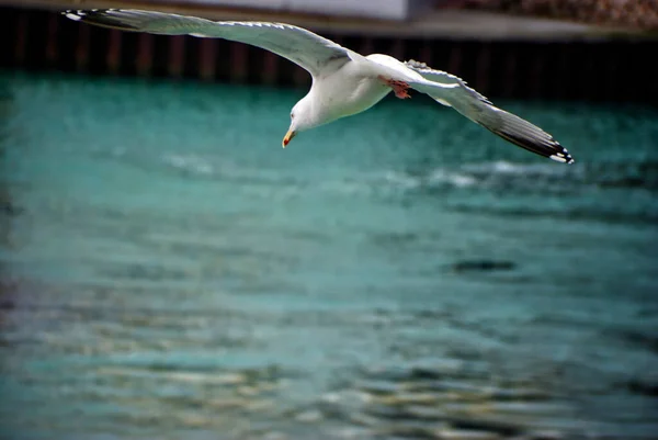 Seagulls Sea — Stock Photo, Image