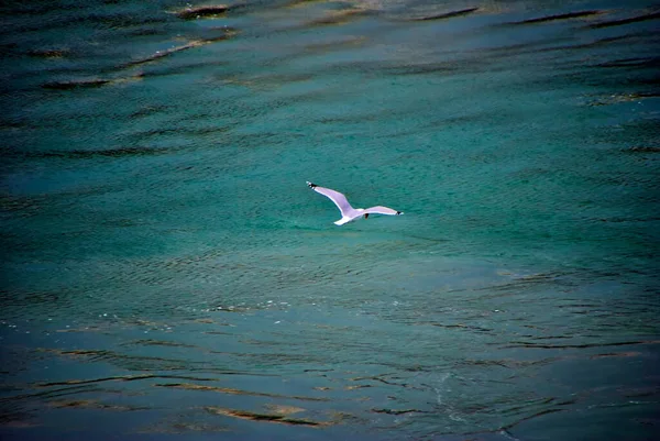 Gaivotas Sobre Mar — Fotografia de Stock