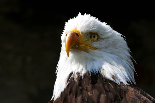 野鳥観察 野鳥観察 野鳥観察 — ストック写真