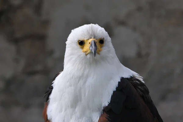 Vogelthema Malerischer Schuss — Stockfoto