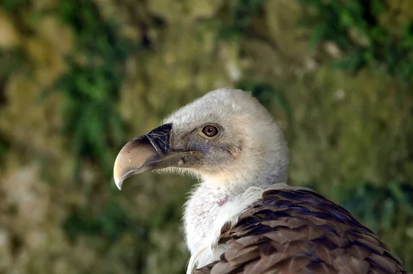 Malowniczy Widok Piękny Ptak Griffon — Zdjęcie stockowe