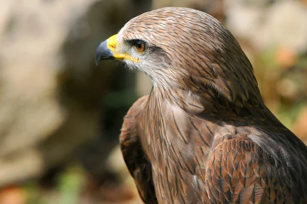 Vista Panorâmica Majestoso Predador Buzzard — Fotografia de Stock