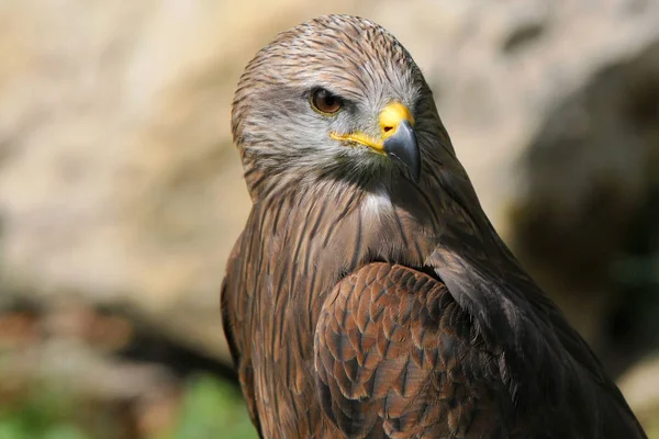 Fågel Tema Pittoreska Skott — Stockfoto