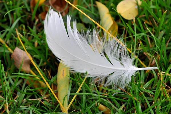 Gans Auf Der Wiese — Stockfoto