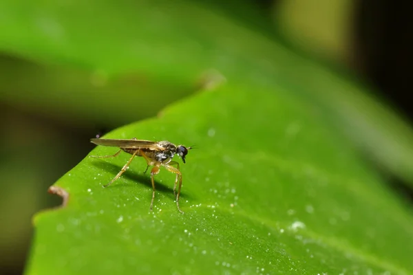 Közelkép Bug Vad Természet — Stock Fotó