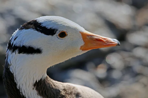 Πορτρέτο Του Ραβδοκέφαλου Goose Anser Indicus — Φωτογραφία Αρχείου