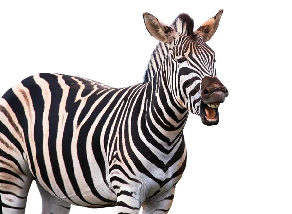 Zebra Met Een Grappige Uitdrukking Dus Dat Hij Lijkt Erop — Stockfoto