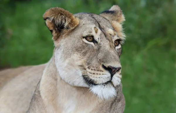 Portrait Une Très Belle Lionne Nez Tacheté — Photo