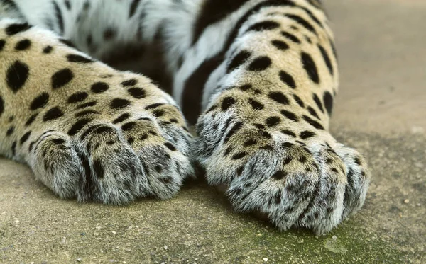 Лапы Кота Гепарда Леопарда — стоковое фото