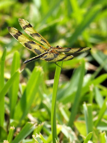 Libélula Halloween Pennant Colgando Tallo Hierba Mostrando Patrón Del Ala — Foto de Stock