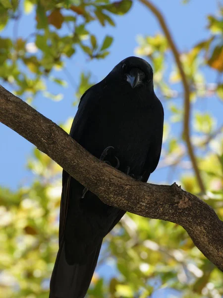Amerikanska Black Crow Sitter Trädgren Och Tittar Ner — Stockfoto
