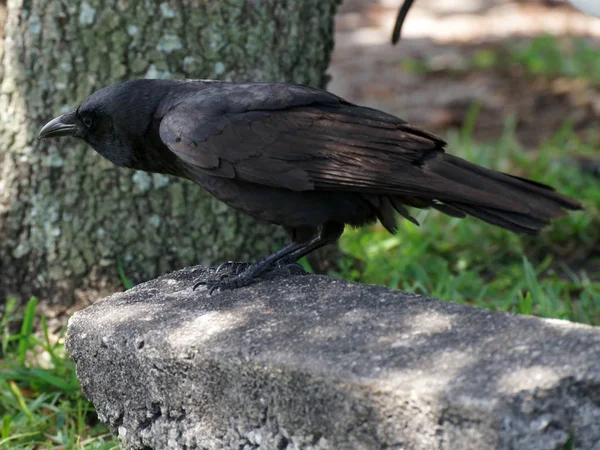 American Crow Hunched Leaning Forward — Stock Photo, Image
