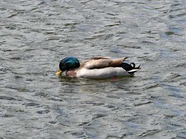 Canard Colvert Mâle Buvant Eau Nageant Dans Lac — Photo