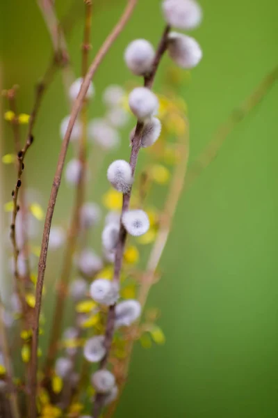 Yeşil Arka Plana Karşı Gri Beyaz Kadife Görünür Sarı Çiçekler — Stok fotoğraf
