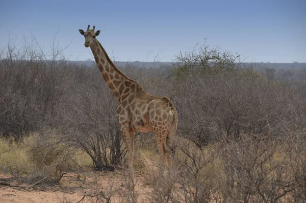 Parchi Nazionali Della Namibia — Foto Stock