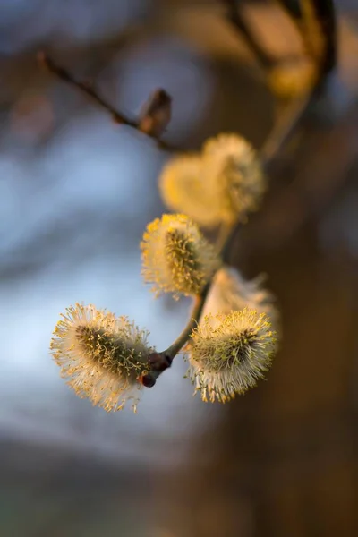 Pussy Willow Evening Sun Pussy Willow Evening Sun — Φωτογραφία Αρχείου