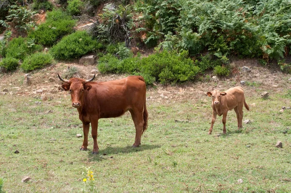 Une Femelle Vache Longues Cornes Avec Son Veau — Photo