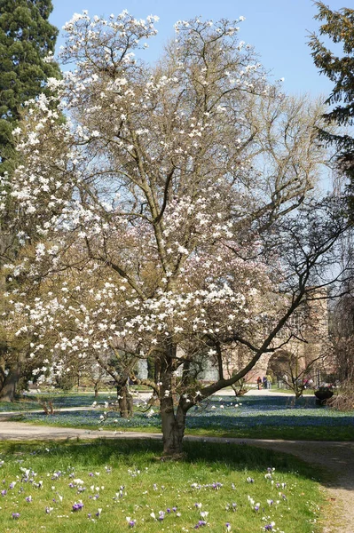 Fleurs Magnolia Floraison Sur Arbre — Photo