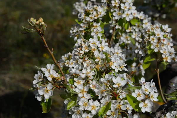 Äppelträd Blom Spanien — Stockfoto