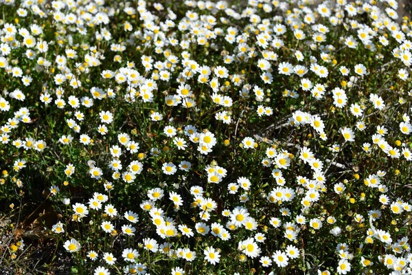 Gänseblümchen Auf Der Wiese Spanien — Stockfoto