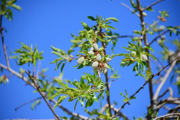 Flor Amêndoa Amêndoas Espanha — Fotografia de Stock