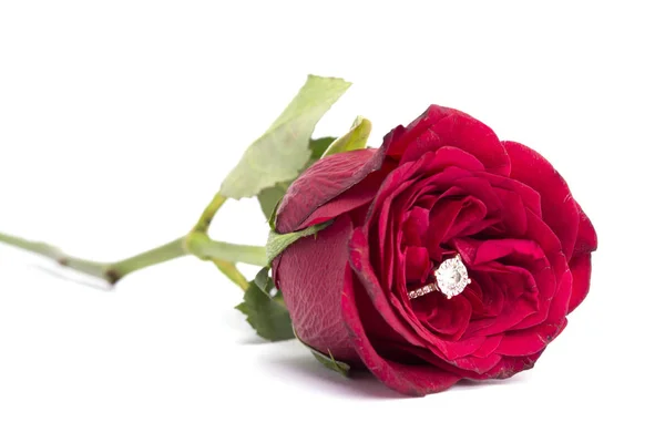 Single Red Rose Engagment Ring White Background — Stock Photo, Image