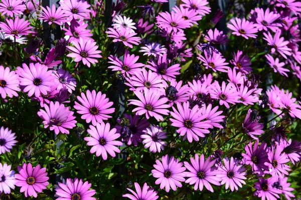 Margarita Blommor Vilda Arkiverade Flora — Stockfoto