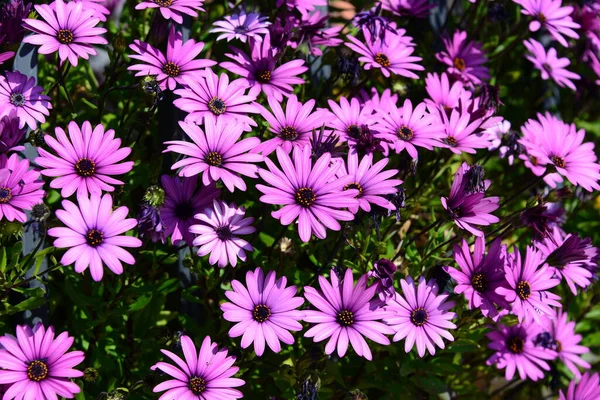 Margarita Flowers Wild Filed Flora — Stock Photo, Image